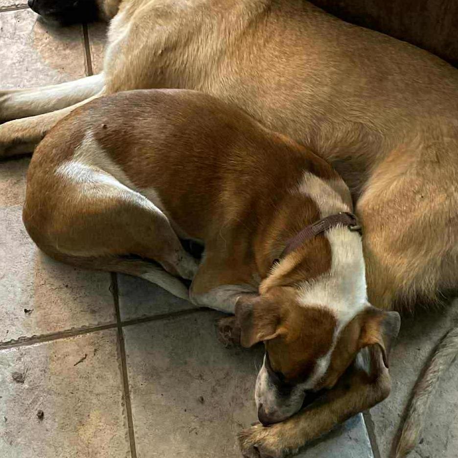 Kimball, an adoptable Black Mouth Cur, Jack Russell Terrier in Fargo, ND, 58102 | Photo Image 4