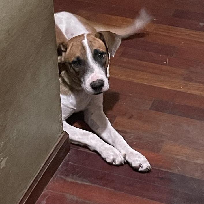 Kimball, an adoptable Black Mouth Cur, Jack Russell Terrier in Fargo, ND, 58102 | Photo Image 5