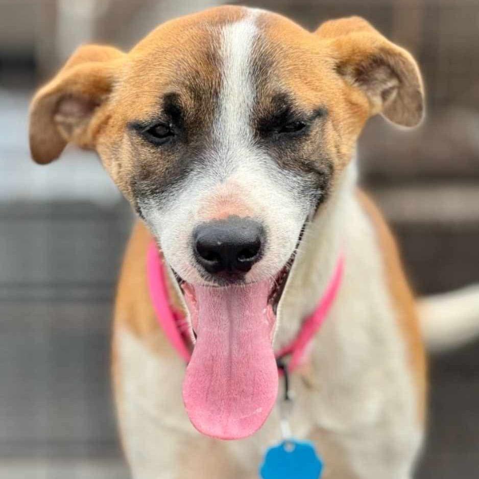 Kimball, an adoptable Black Mouth Cur, Jack Russell Terrier in Fargo, ND, 58102 | Photo Image 2