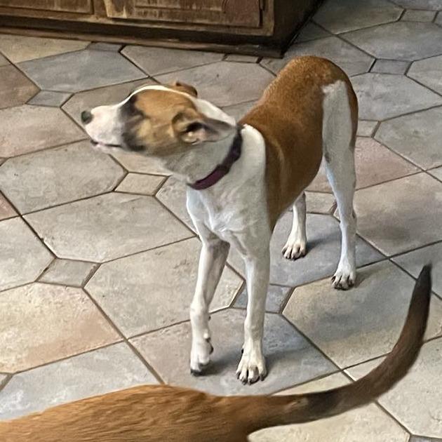 Kimball, an adoptable Black Mouth Cur, Jack Russell Terrier in Fargo, ND, 58102 | Photo Image 6