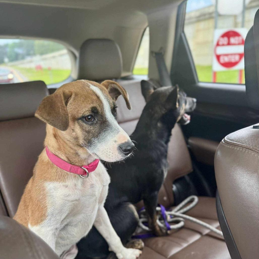 Kimball, an adoptable Black Mouth Cur, Jack Russell Terrier in Fargo, ND, 58102 | Photo Image 3