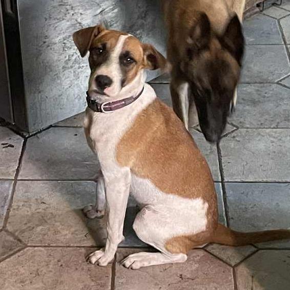 Kimball, an adoptable Black Mouth Cur, Jack Russell Terrier in Fargo, ND, 58102 | Photo Image 1