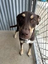 Jasper, ADOPTABLE, Adult Male Terrier.