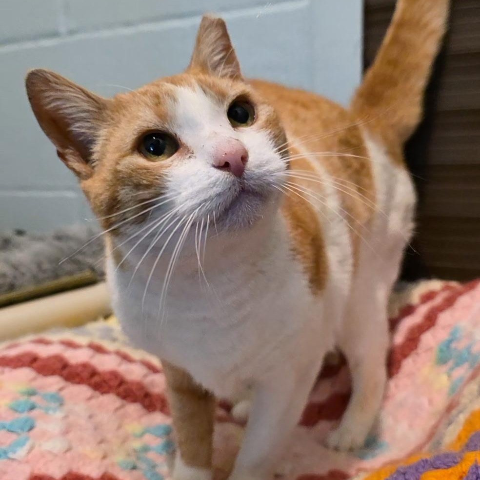 Enlarge Kateri, a ADOPTABLE mixed breed in Smithtown, NY image 2/2