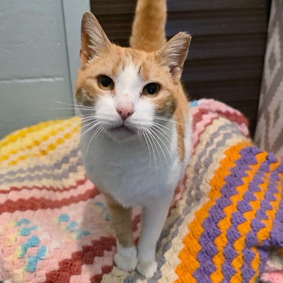 Kateri, ADOPTABLE, Adult Female Domestic Short Hair.