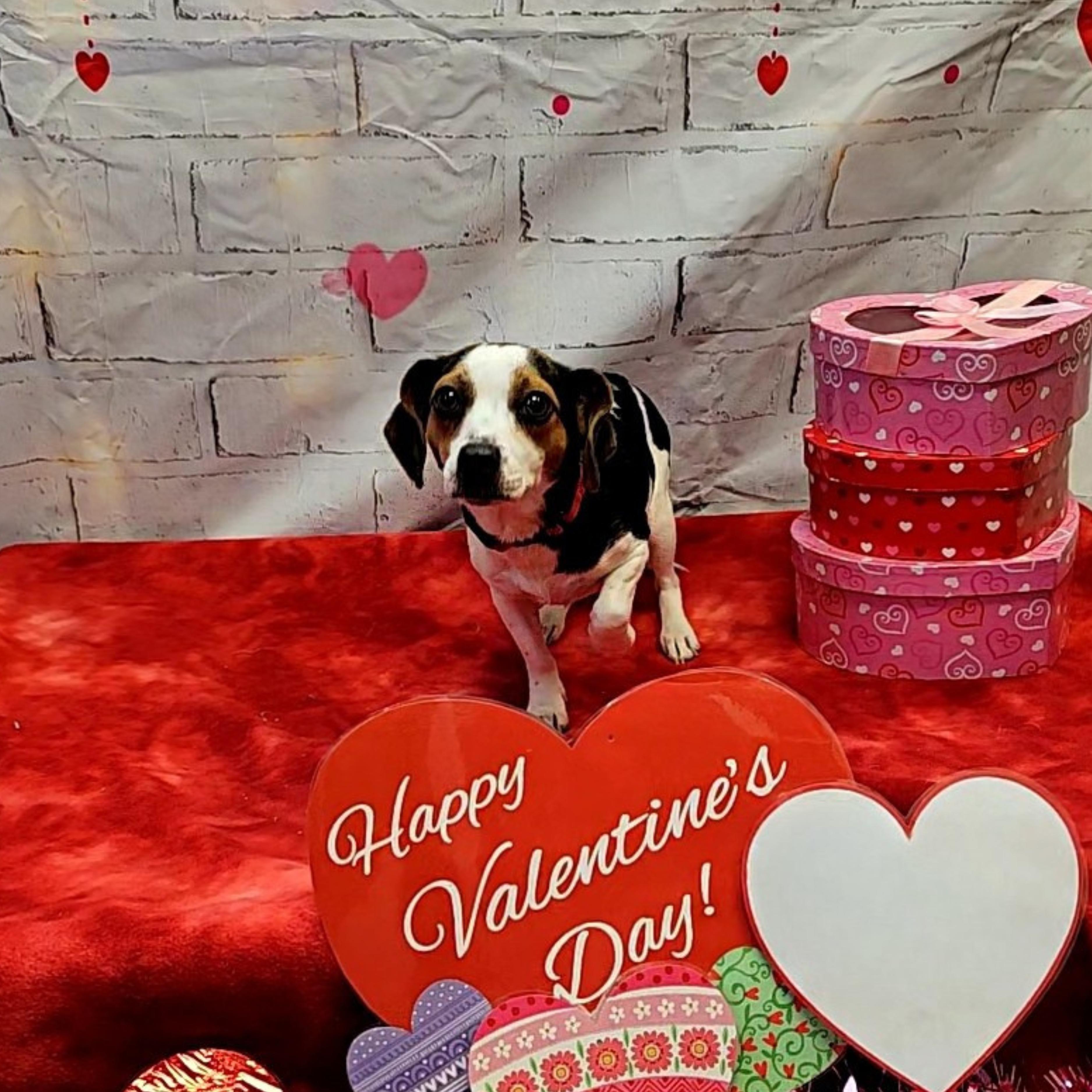 Marie, an adopted mixed breed in Waterloo, IA image 2/5