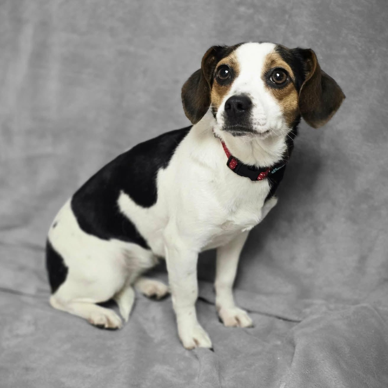 Marie, an adopted mixed breed in Waterloo, IA image 3/5