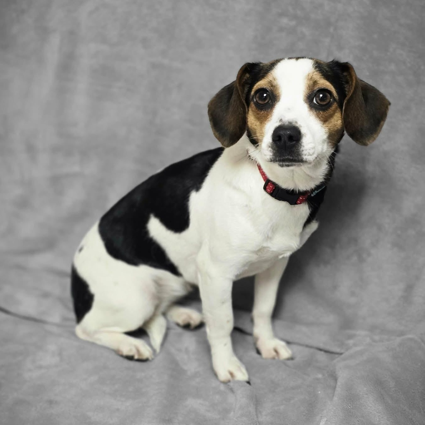 Marie, an adopted mixed breed in Waterloo, IA image 1/5