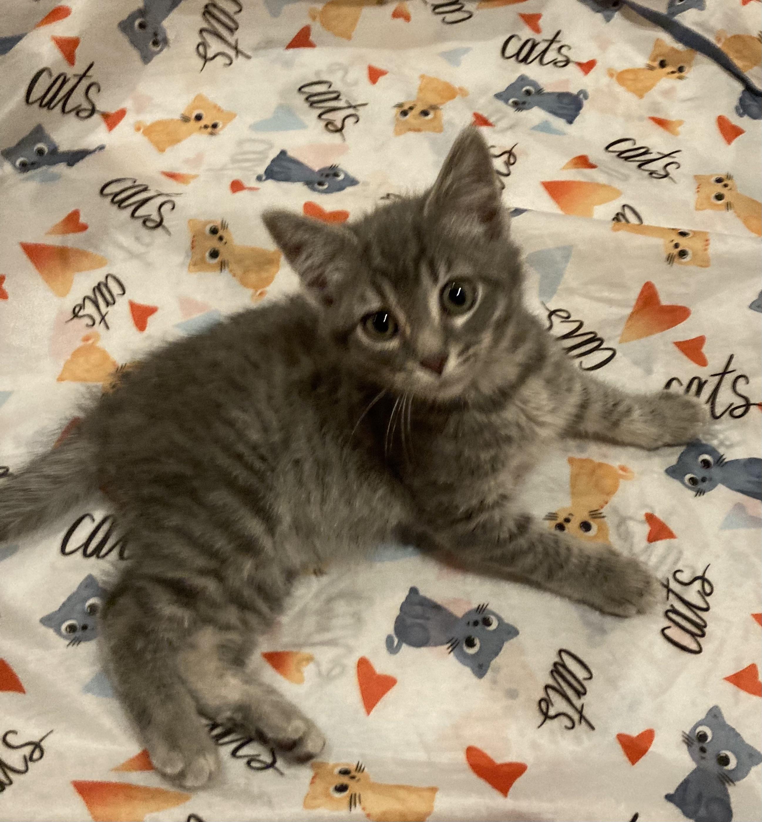 Enlarge Icicle, an adopted Domestic Short Hair in Canal Fulton, OH image 1/4