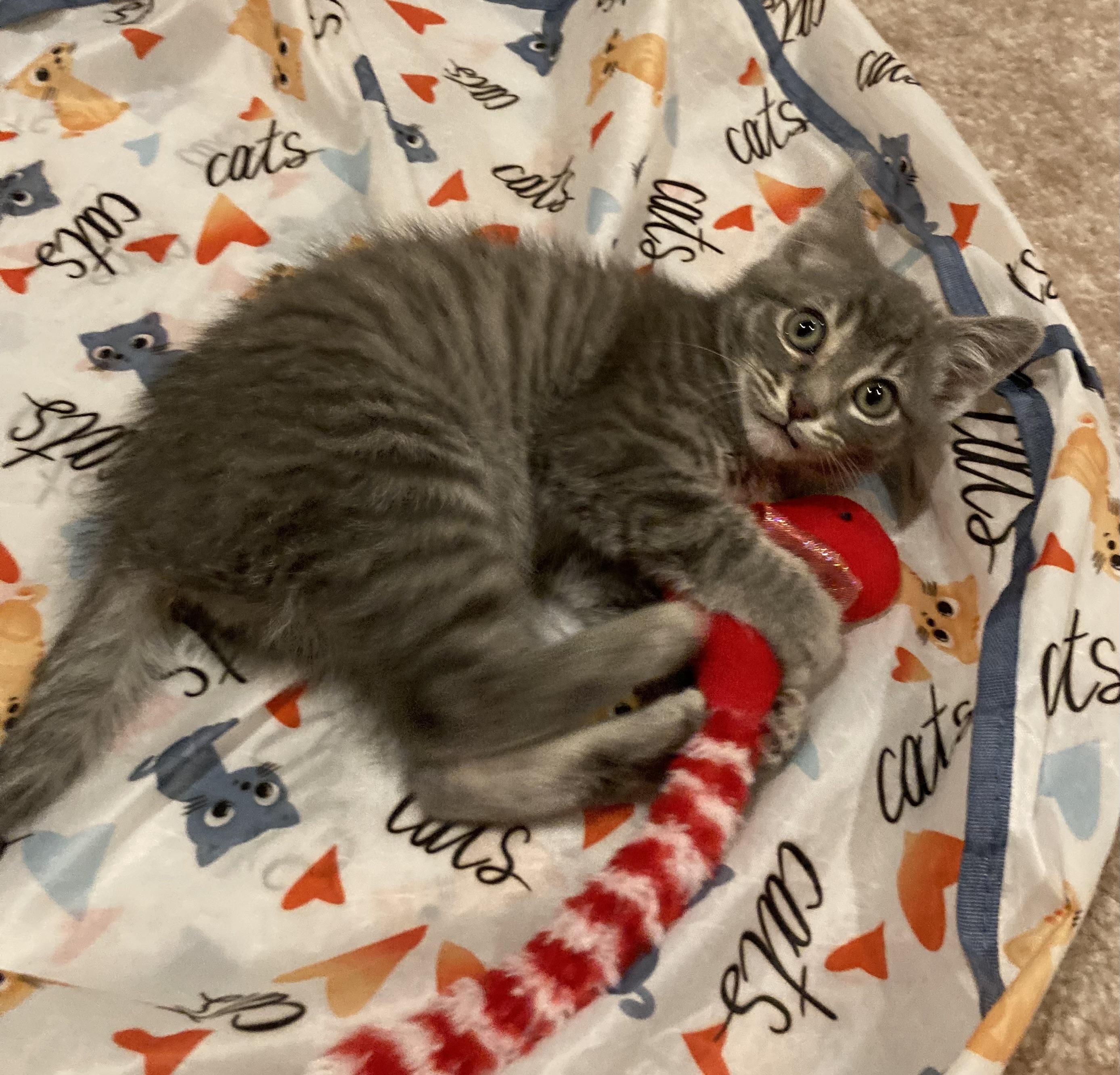 Enlarge Icicle, an adopted Domestic Short Hair in Canal Fulton, OH image 4/4