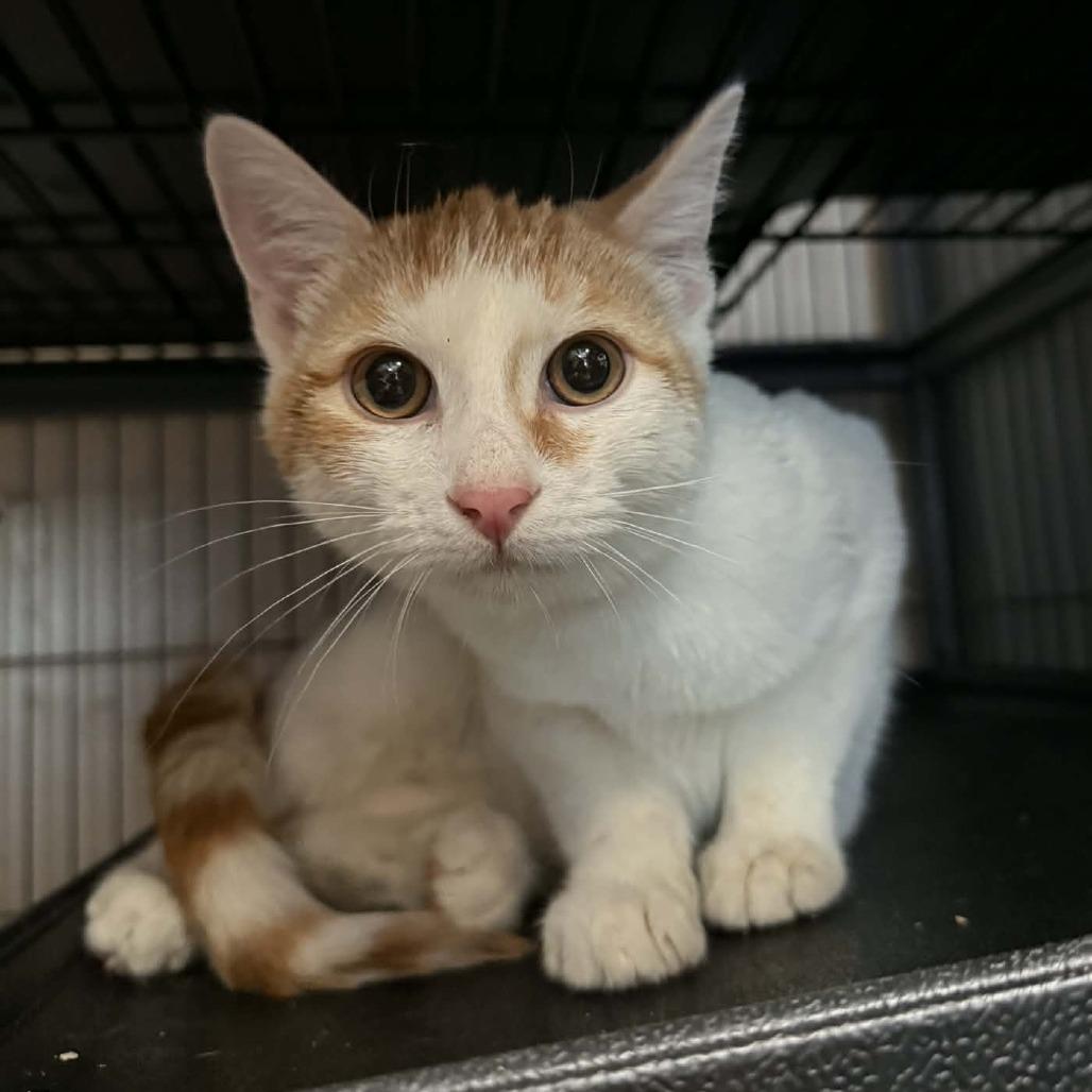 Kit, Adoptable, Kitten Male Domestic Short Hair.