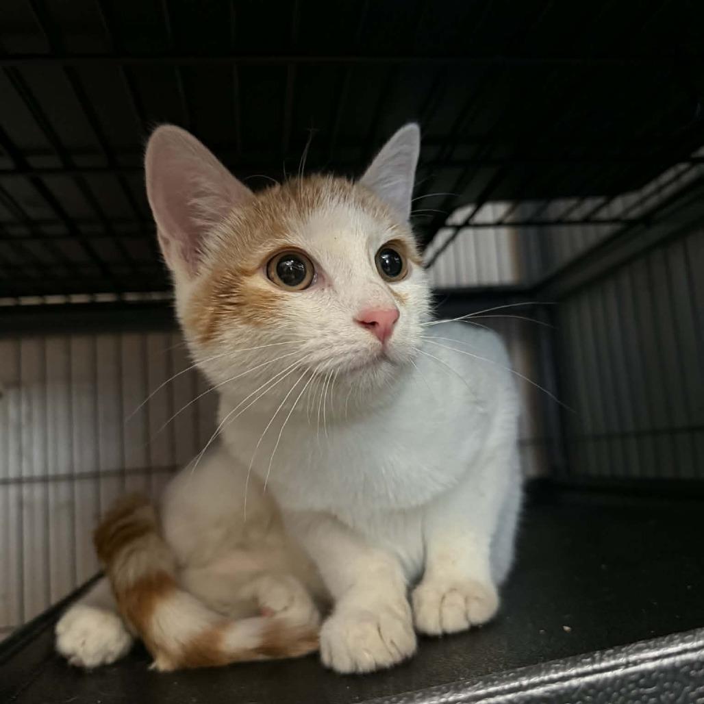 Enlarge Kit, a Adoptable Domestic Short Hair in Saugerties, NY image 2/2