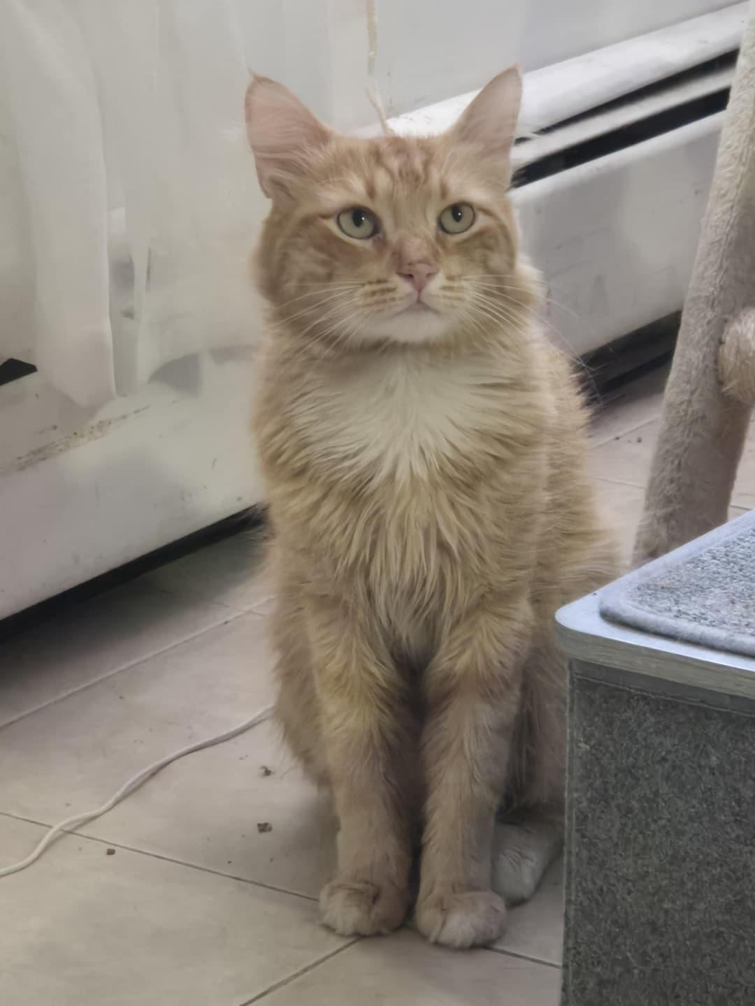 Enlarge Goku, an adopted Domestic Long Hair in Florham Park, NJ image 2/6