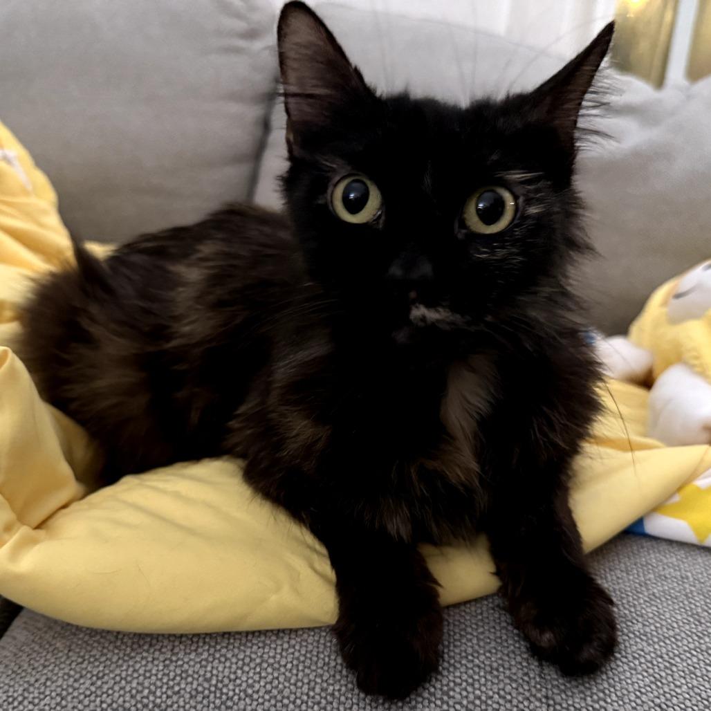 Honey (Amanda), Adoptable, Adult Female Domestic Long Hair.