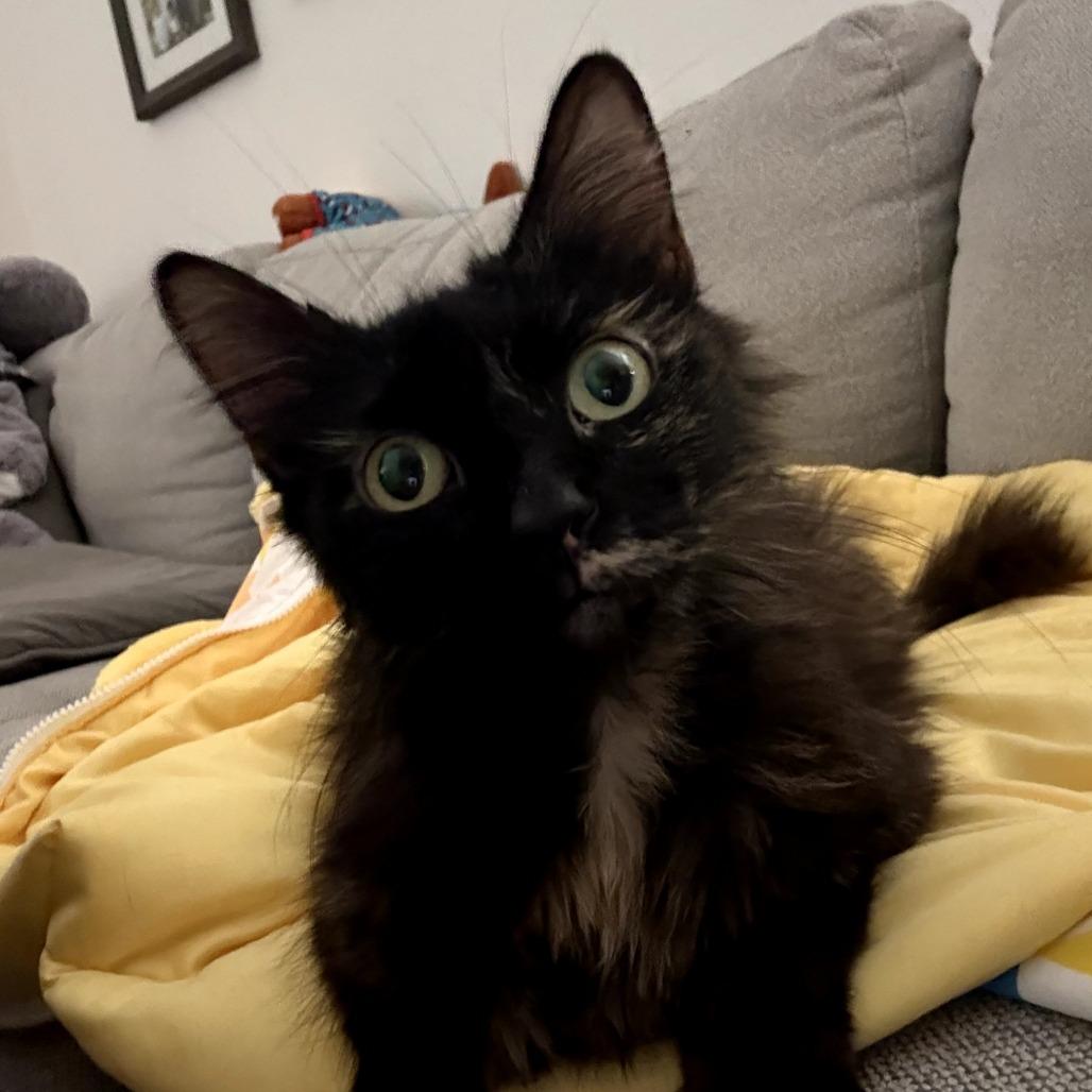 Enlarge Honey (Amanda), a Adoptable Domestic Long Hair in Long Beach, CA image 2/4