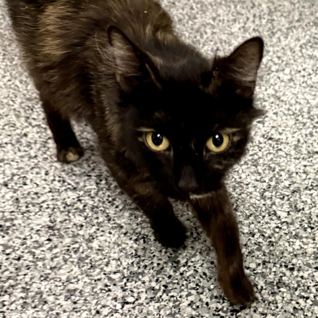 Enlarge Honey (Amanda), a Adoptable Domestic Long Hair in Long Beach, CA image 3/4
