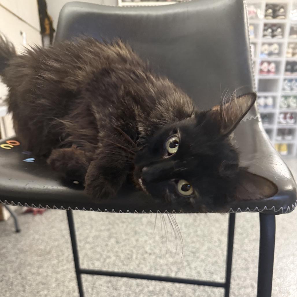 Enlarge Honey (Amanda), a Adoptable Domestic Long Hair in Long Beach, CA image 4/4