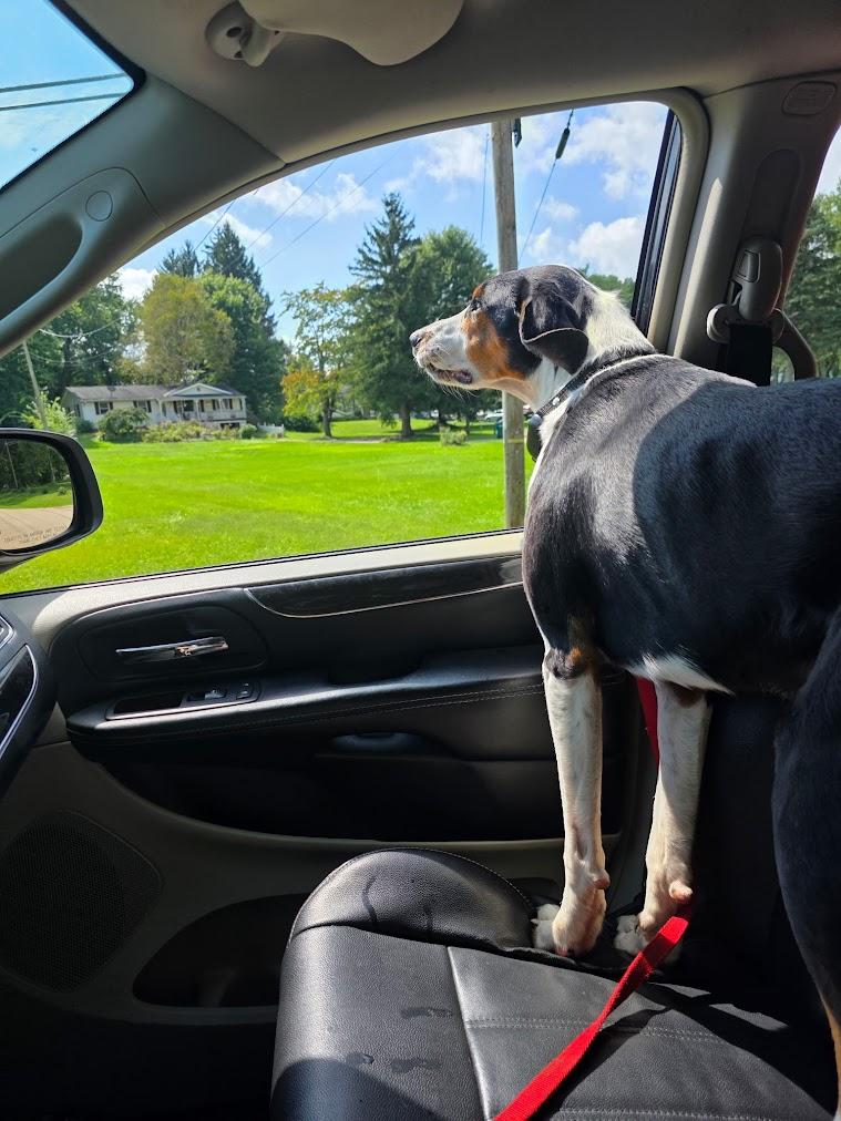 Enlarge Hank, a Adoptable mixed breed in Lisbon, OH image 4/4