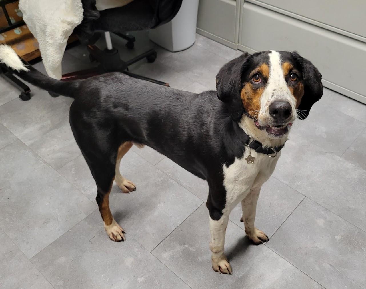 Enlarge Hank, a Adoptable mixed breed in Lisbon, OH image 3/4