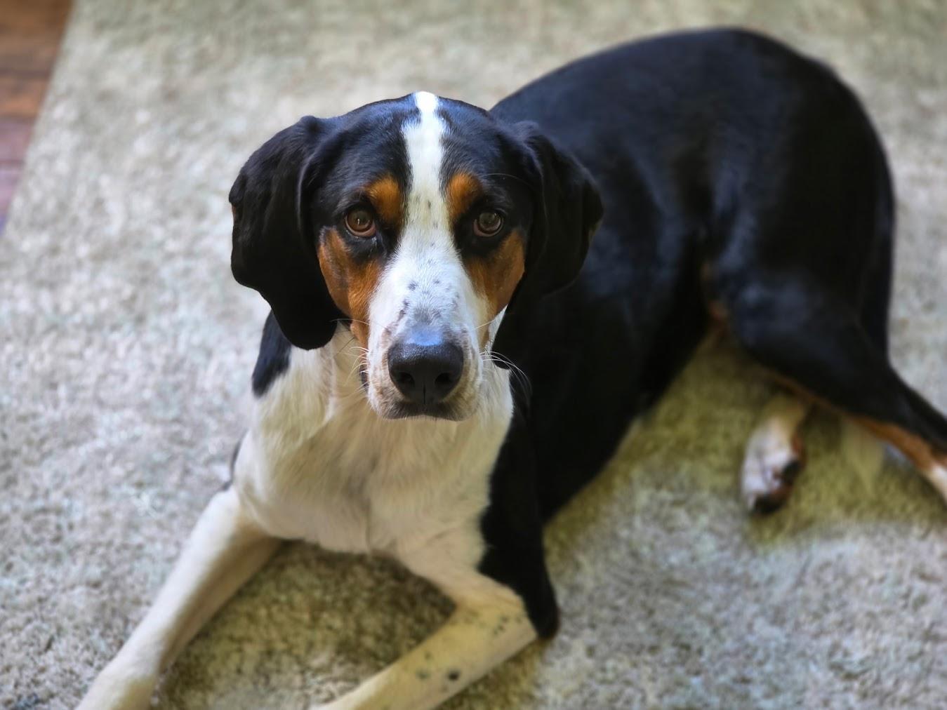 Hank, Adoptable, Adult Male Treeing Walker Coonhound.