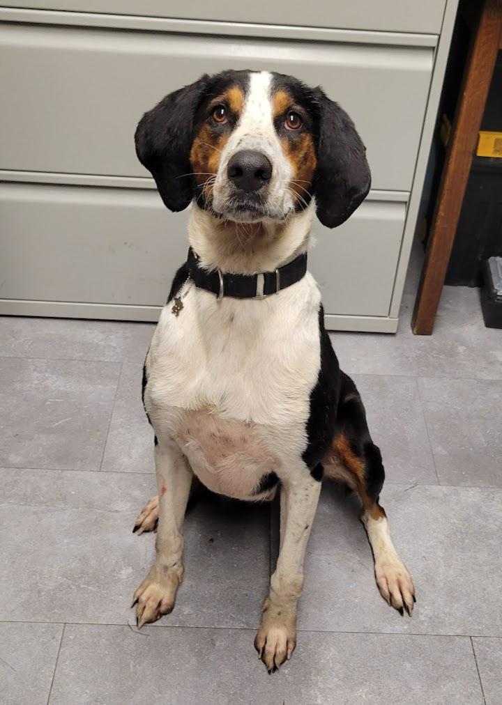 Enlarge Hank, a Adoptable mixed breed in Lisbon, OH image 2/4