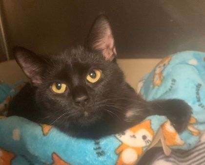 Jelly Bean, a Adoptable mixed breed in Portsmouth, OH image 1/3