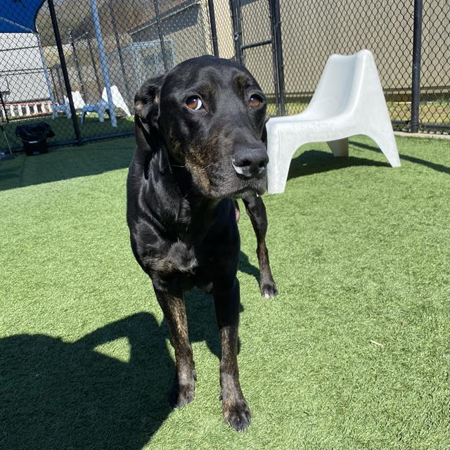 CHERRY, a Adoptable Mixed Breed in Dallas, TX image 2/2