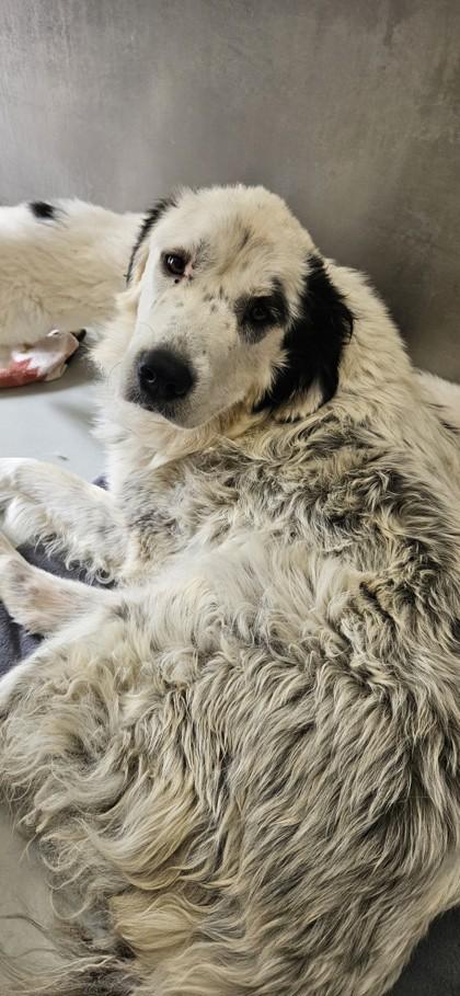 Blondie, a Adoptable mixed breed in Edgewood, NM image 1/2