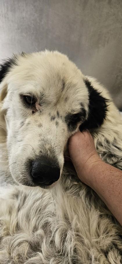 Blondie, a Adoptable mixed breed in Edgewood, NM image 2/2