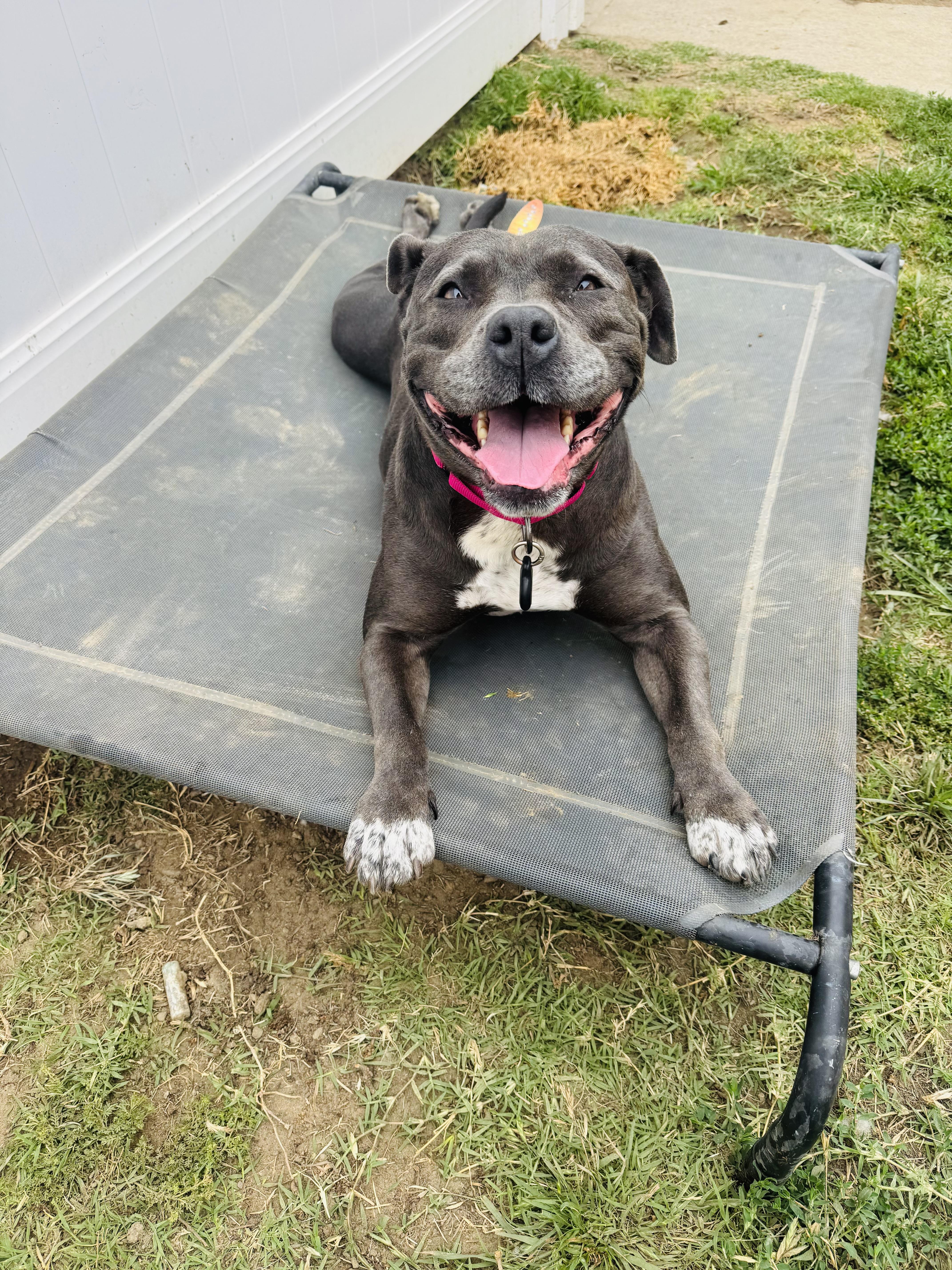 Enlarge Boujee, an adopted Pit Bull Terrier in Olympia, WA image 6/6