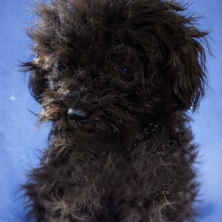 Enlarge Fifi, a Adoptable Poodle in Lee's Summit, MO image 1/1