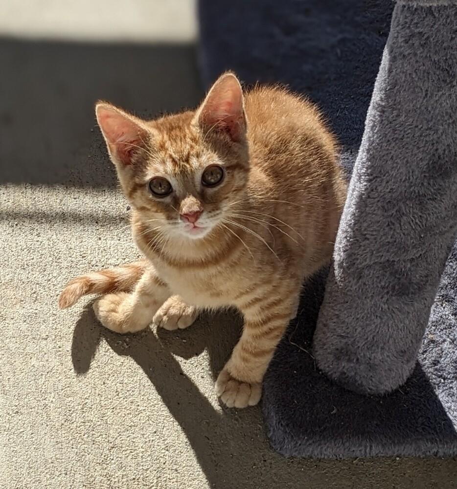 Pumpkin Patch, Adoptable, Kitten Male Domestic Short Hair.