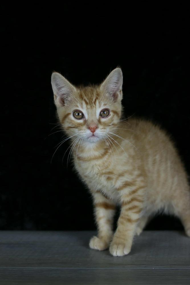 Enlarge Pumpkin Patch, a Adoptable Domestic Short Hair in Lewisburg, TN image 2/3