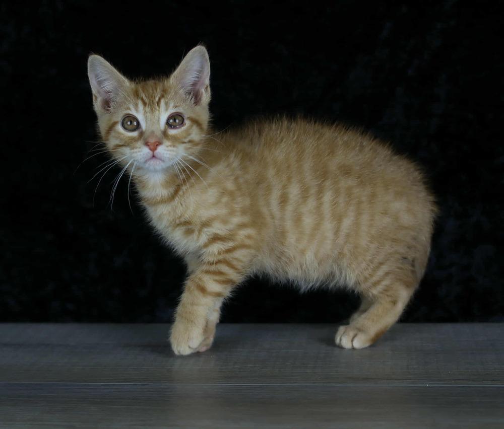 Enlarge Pumpkin Patch, a Adoptable Domestic Short Hair in Lewisburg, TN image 3/3