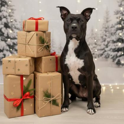 Ariel, Adoptable, Adult Female Pit Bull Terrier & Mixed Breed.