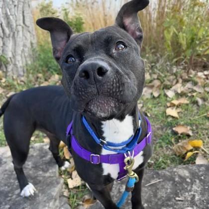 Enlarge Ariel, a Adoptable mixed breed in Wheaton, IL image 2/2