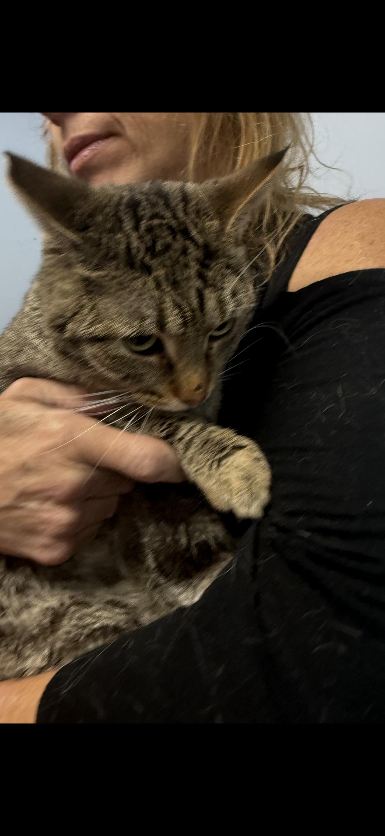 Bathroom Bodyguard, Adoptable, Adult Male Tabby.