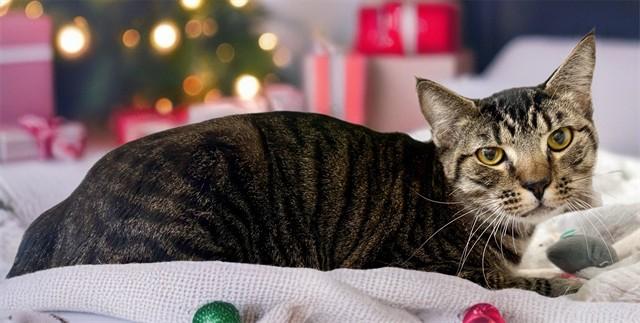 SPRIG, Adoptable, Adult Male Domestic Short Hair.