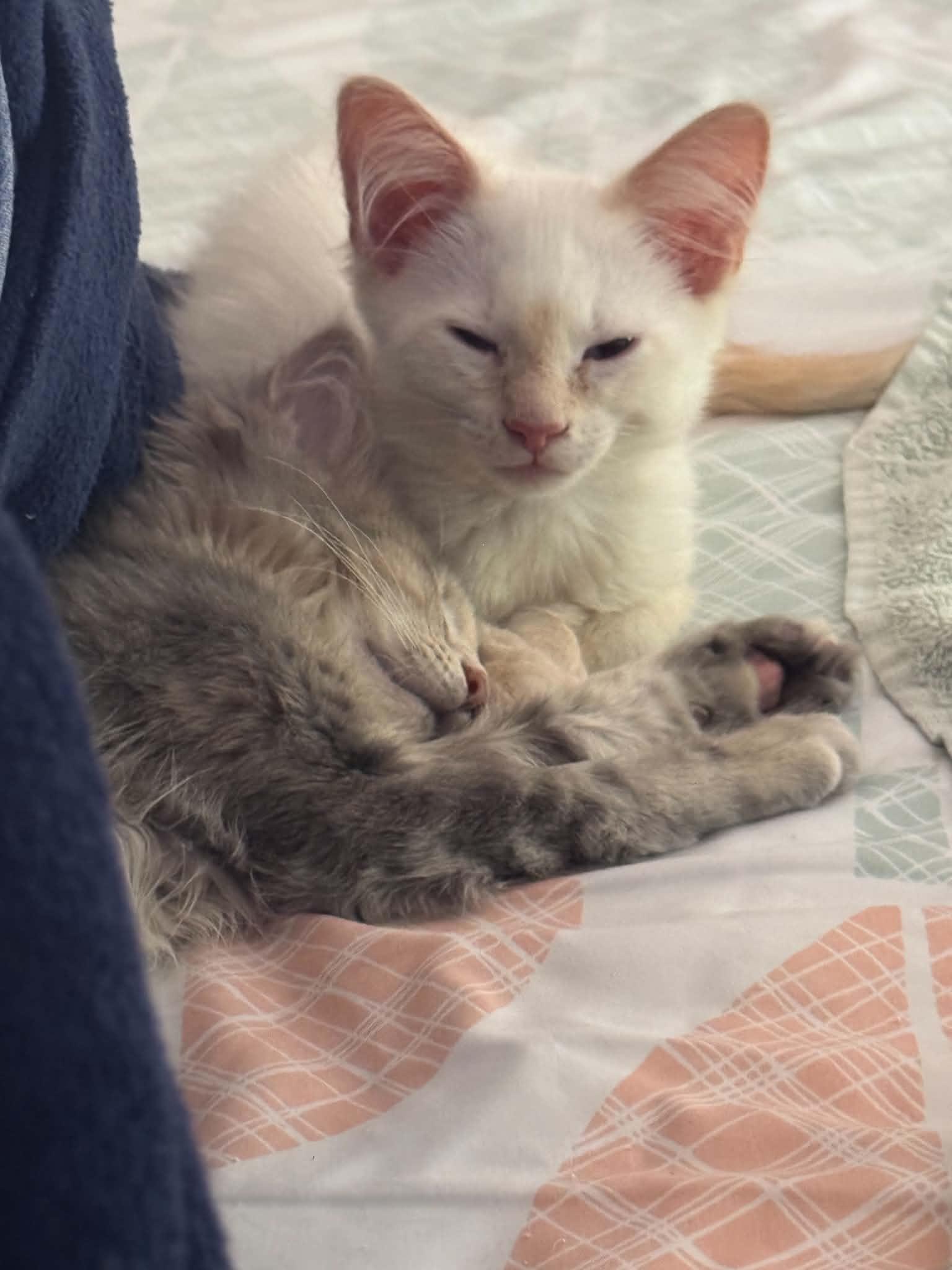Cecil and Cindy, Adoptable, Kitten Male Domestic Long Hair.