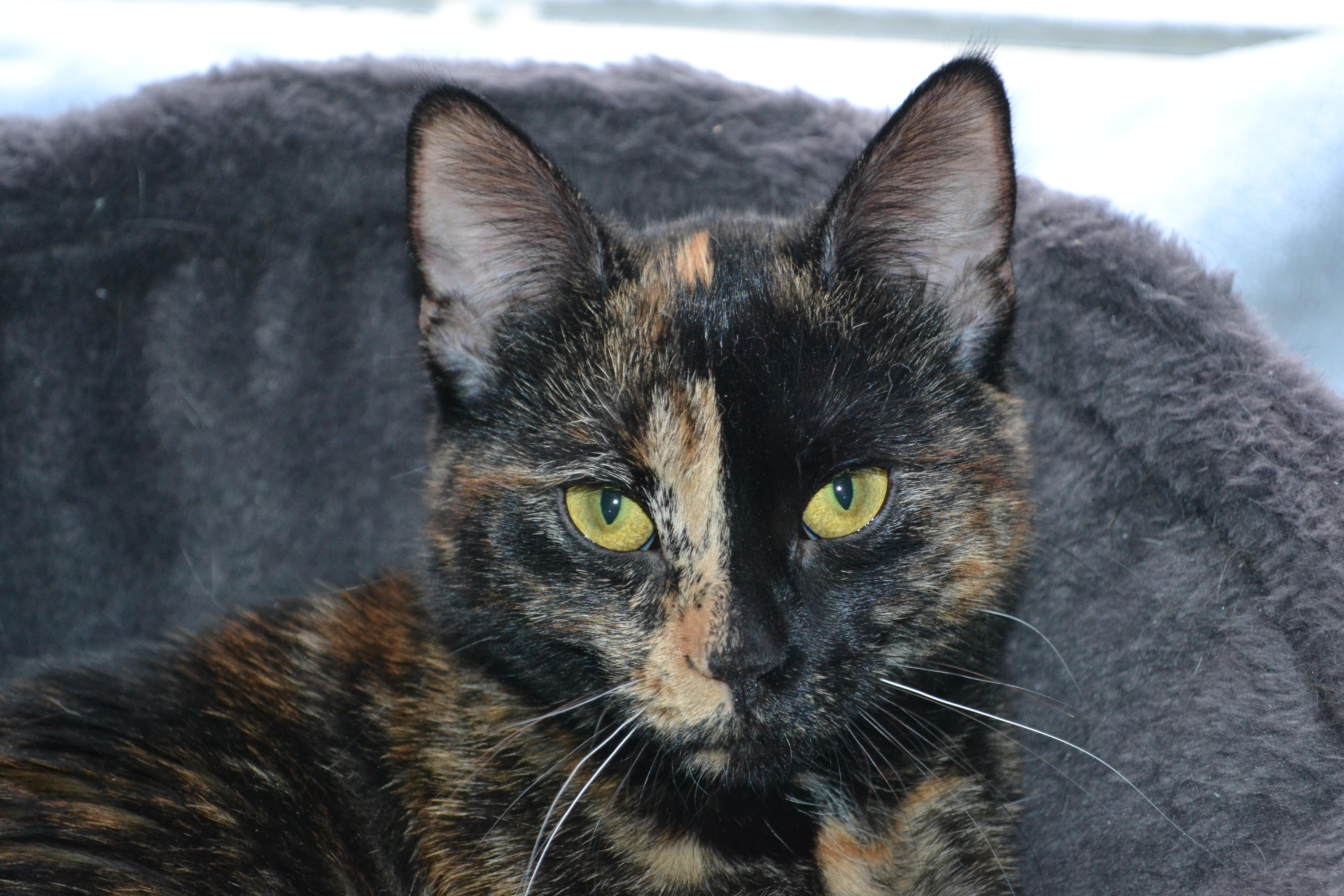 Enlarge Harliquin, an adoptable Manx in Brooks, AB image 1/4