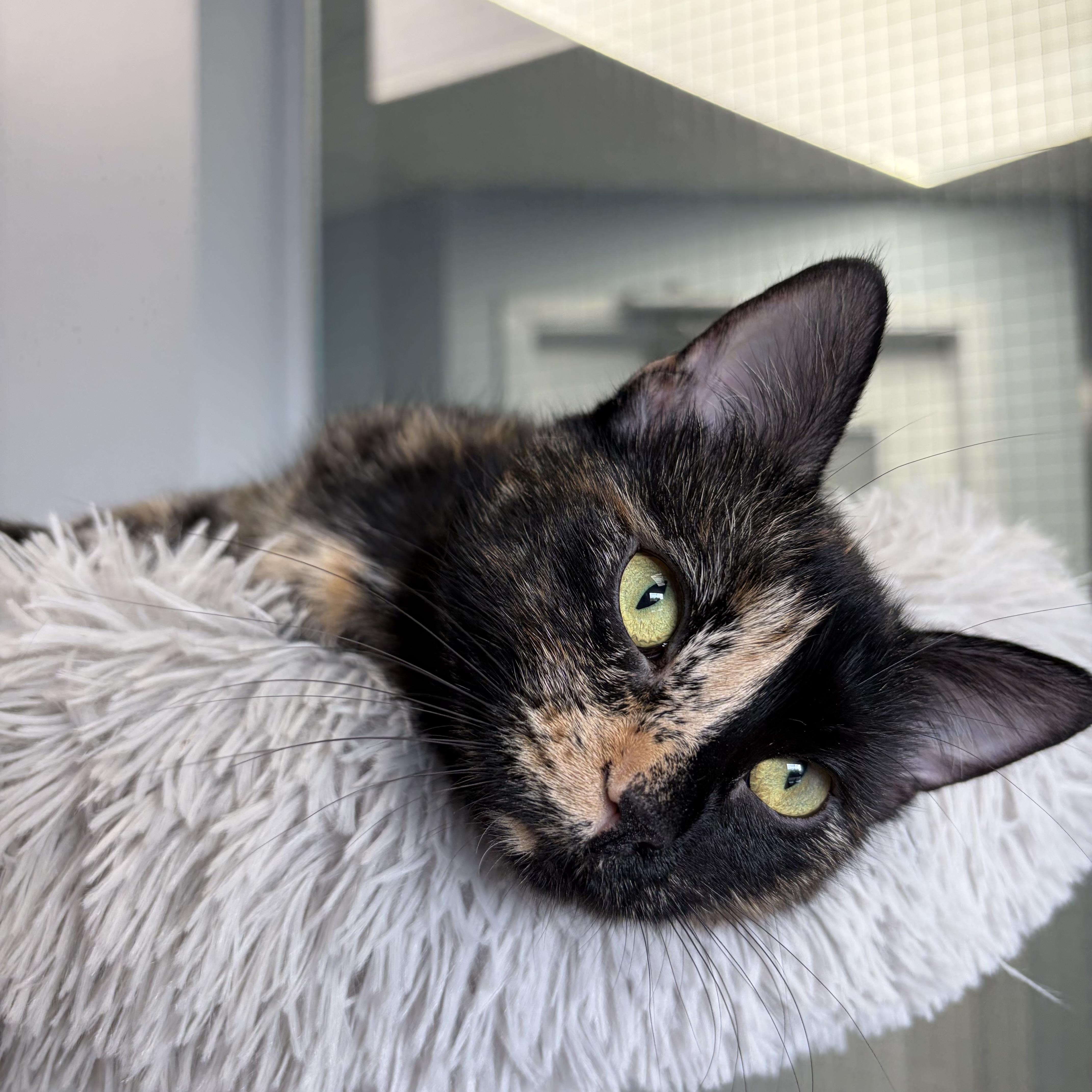 Enlarge Harliquin, an adoptable Manx in Brooks, AB image 4/4