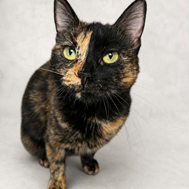 Harliquin, adoptable, Adult Female Manx.