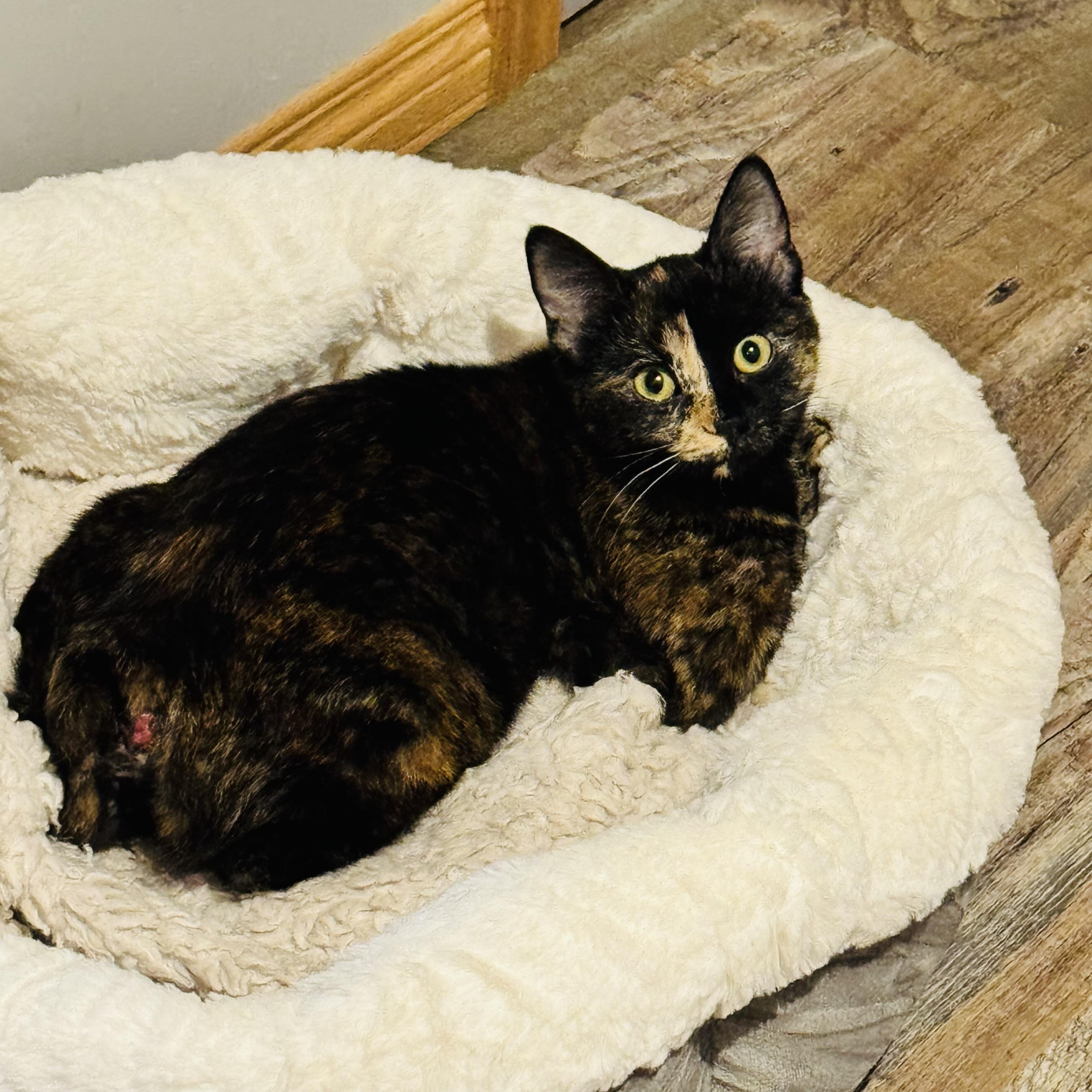 Enlarge Harliquin, an adoptable Manx in Brooks, AB image 2/4