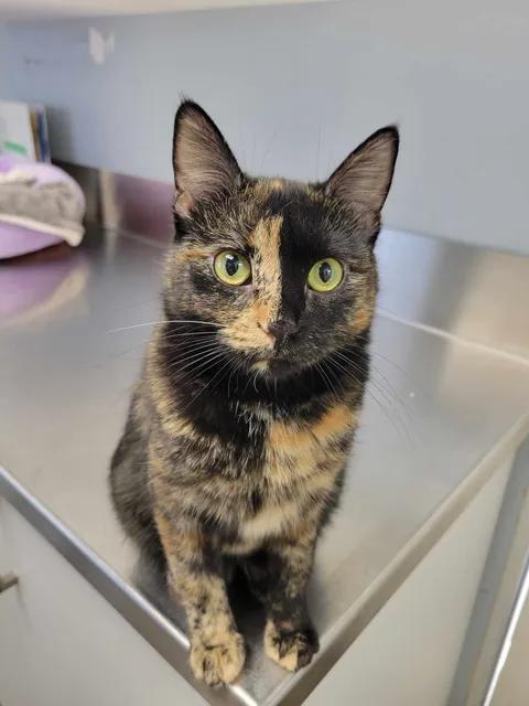 Harliquin, an adoptable Manx in Brooks, AB image 6/6