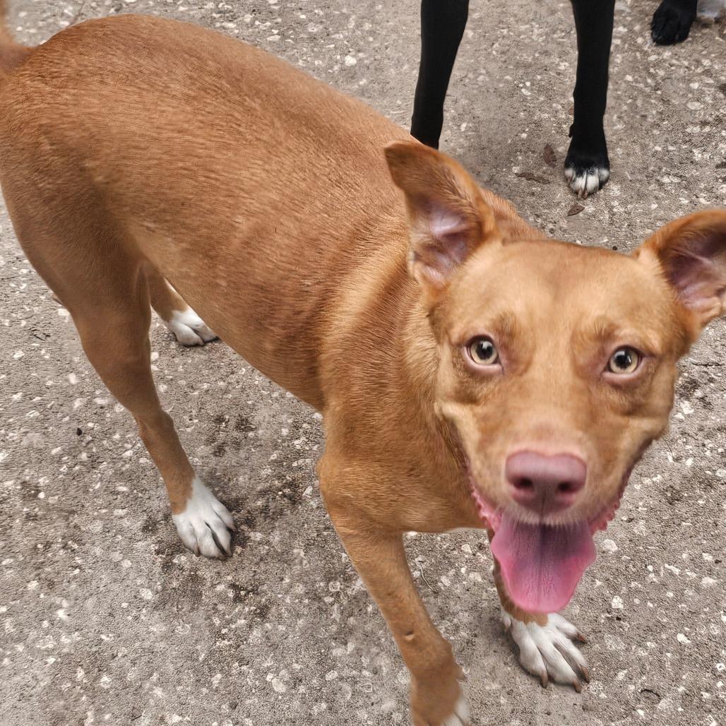Gator, Adoptable, Adult Female Terrier.