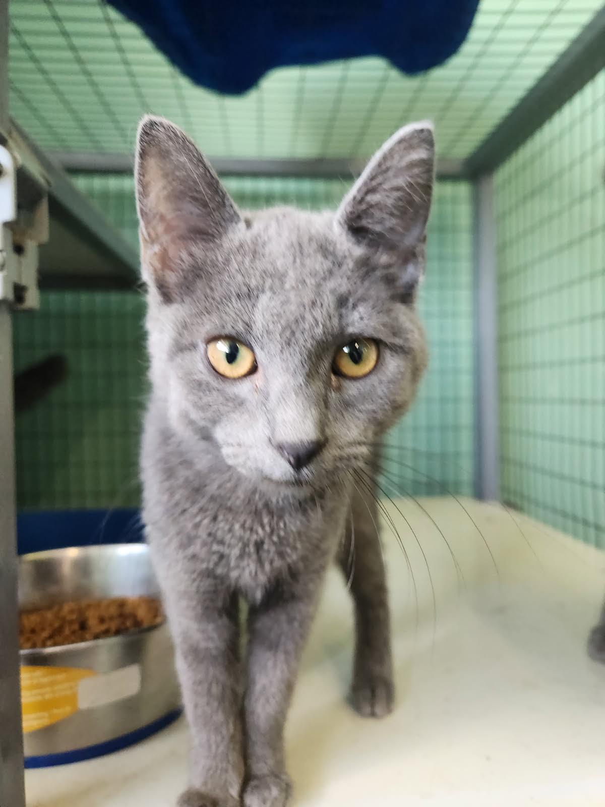 Enlarge Lyric, a Adoptable Domestic Short Hair in Crossville, TN image 1/1