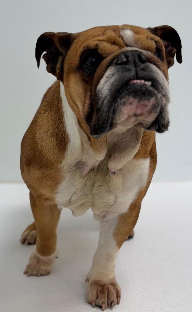 Enlarge Shyann, a Adoptable English Bulldog in Great Bend, KS image 1/2