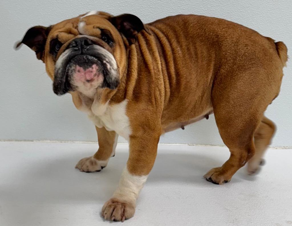 Enlarge Shyann, a Adoptable English Bulldog in Great Bend, KS image 2/2