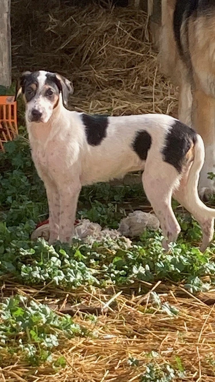 Enlarge Hound Puppies (Available Separately), a Adoptable mixed breed in Silver Spring, MD image 6/8