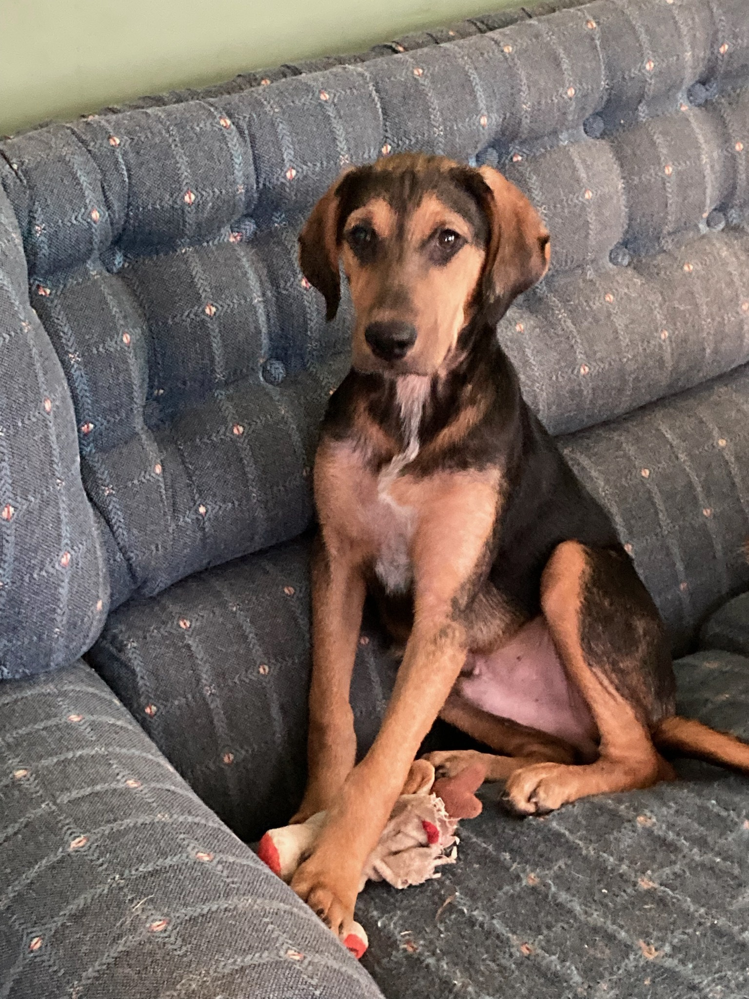 Enlarge Hound Puppies (Available Separately), a Adoptable mixed breed in Silver Spring, MD image 7/8